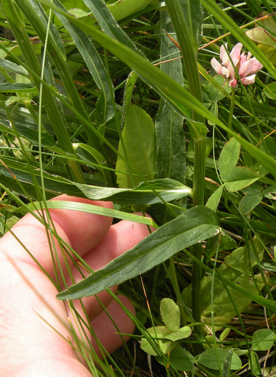 Phyteuma zahlbruckneri / Raponzolo di Zahlbruckner